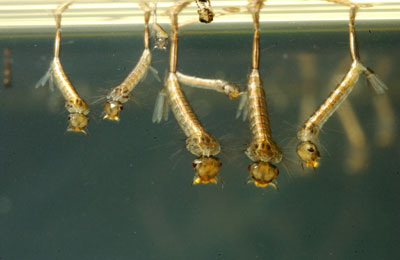 Mosquito Larvae