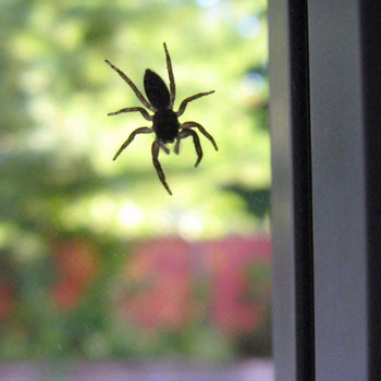 Spider on the Window
