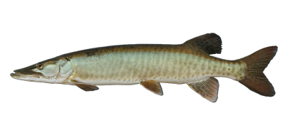 Missouri Loch Ness Monster Muskellunge