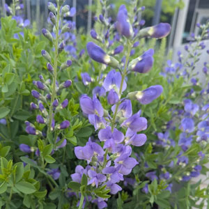 Baptisia Australis False Indigo