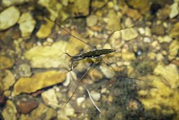 Water Strider