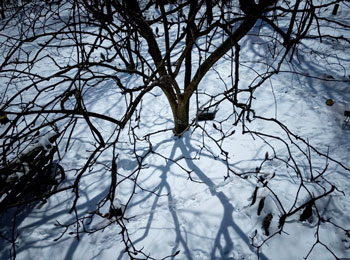 Jean Ponzi Snow Moon Trees