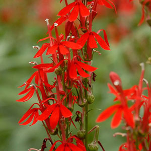 Lobelia Cardinalis Cardinal Flower