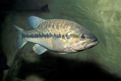 Large Mouth Bass