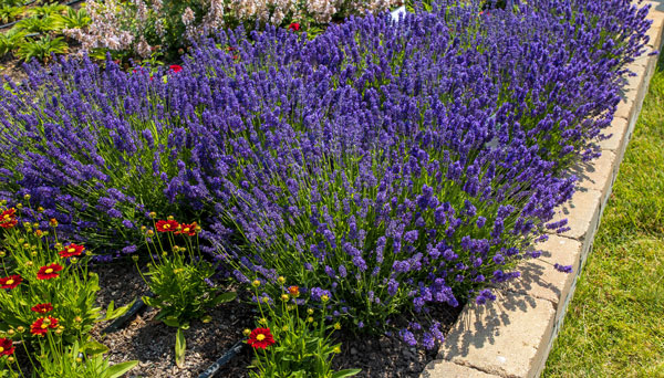 Lavendar Flowers
