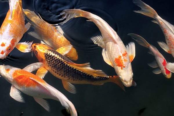 Pond-O-Rama St. Louis Koi Fish
