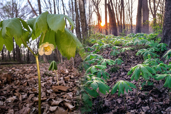 Mayapple