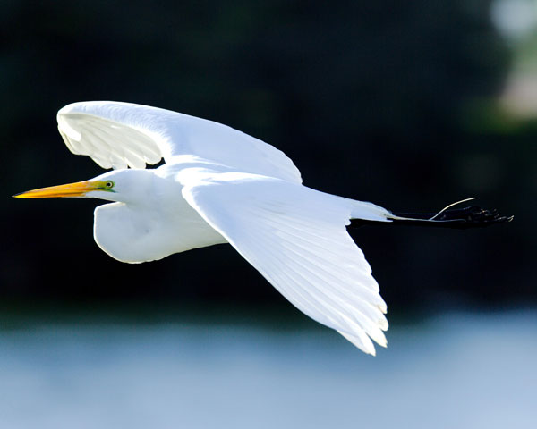 Great White Heron