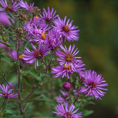 Aster Novea Angliea