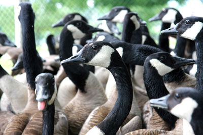 Geese
