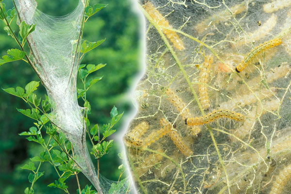 Webworm