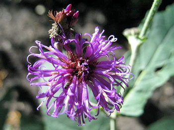 Veronia Missurica Missouri Ironweed