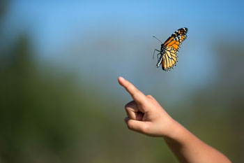 Monarch Butterfly