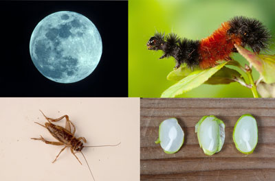 Folklore Forecasters