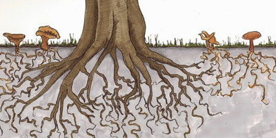 Mycorrhizal Network
