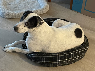 Adopt a Shelter Dog Month